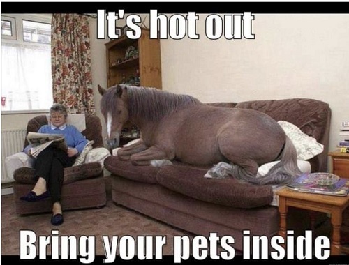 bring pet horse inside.jpg